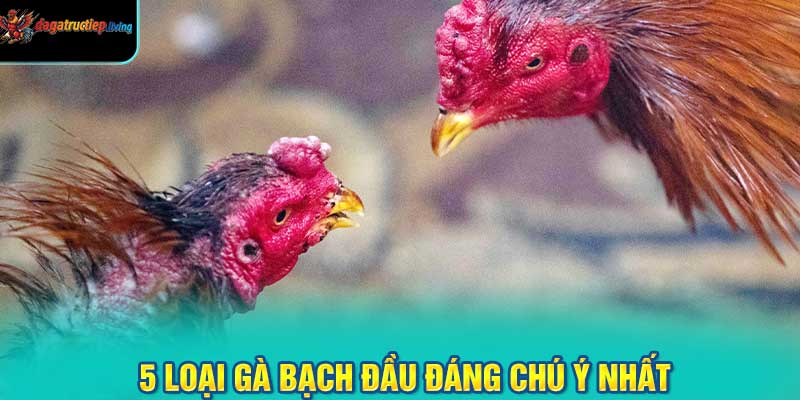 5 Loại Gà Bạch Đầu Đáng Chú Ý Nhất