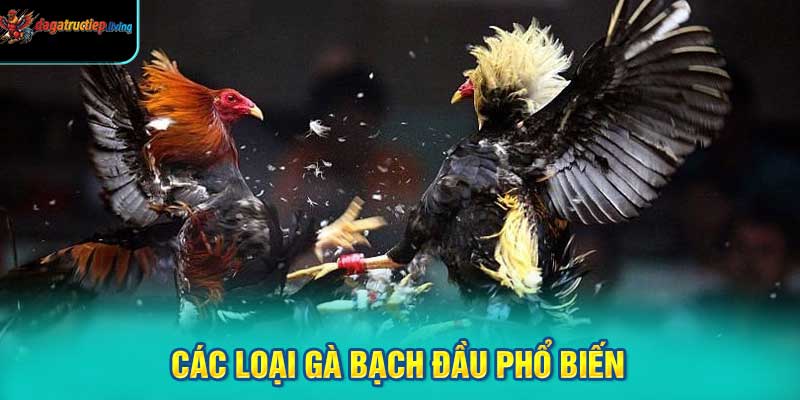 Các Loại Gà Bạch Đầu Phổ Biến