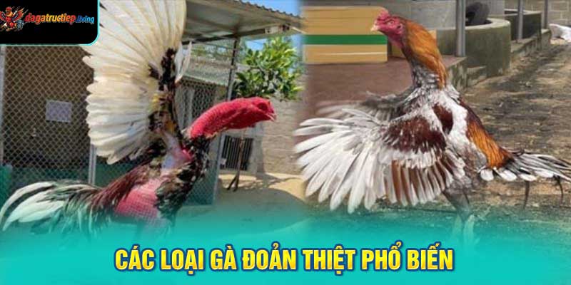 Các Loại Gà Đoản Thiệt Phổ Biến