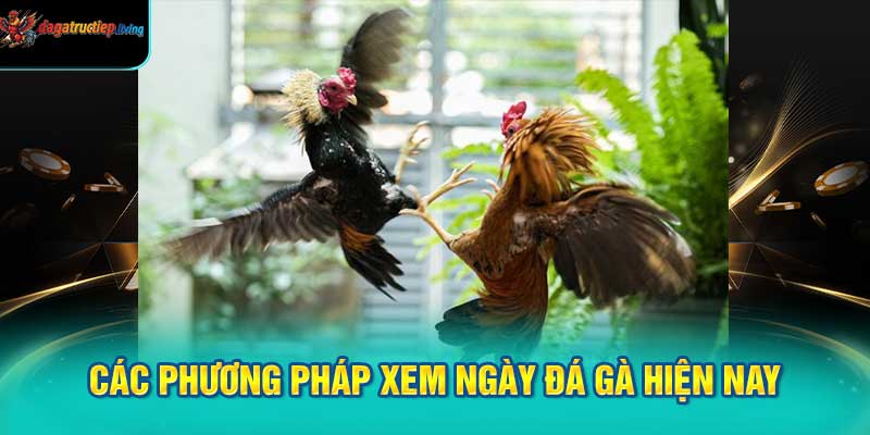 Các Phương Pháp Xem Ngày Đá Gà Hiện Nay