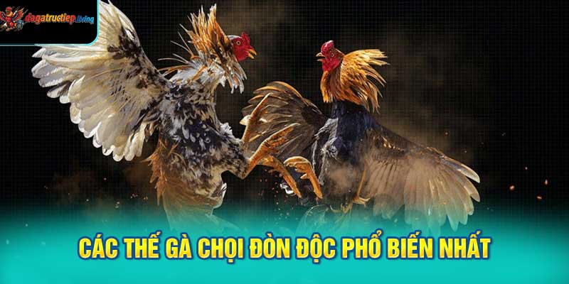 Các Thế Gà Chọi Đòn Độc Phổ Biến Nhất