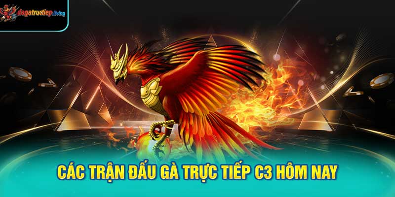Các Trận Đấu Gà Trực Tiếp C3 Hôm Nay