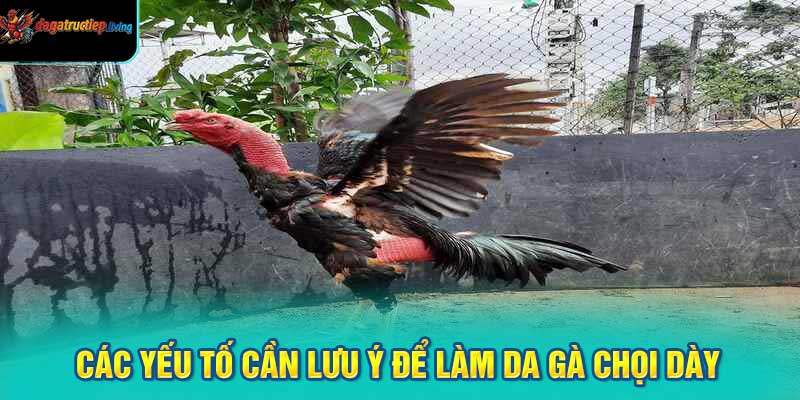 Các yếu tố cần lưu ý để làm da gà chọi dày