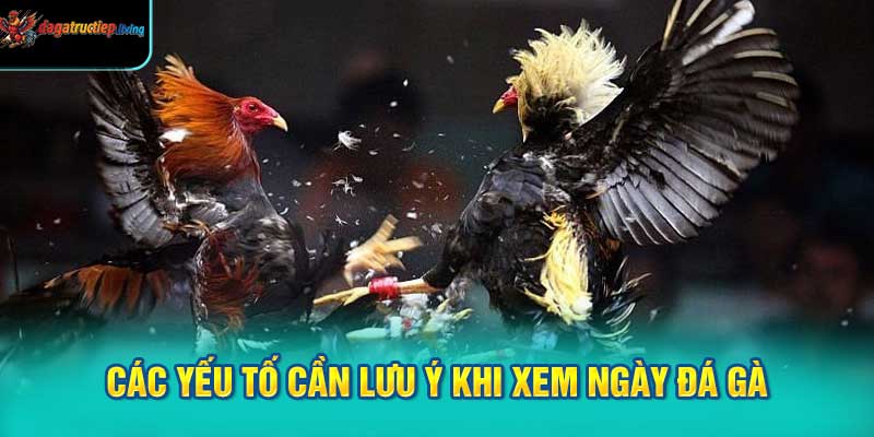 Các yếu tố cần lưu ý khi xem ngày đá gà