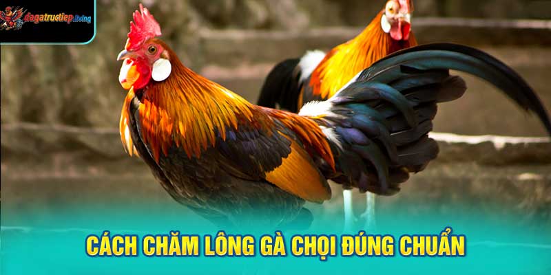 Cách chăm lông gà chọi đúng chuẩn