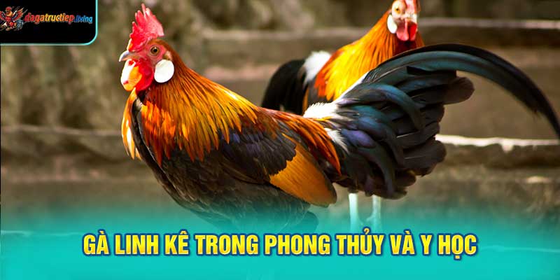 Gà linh kê trong phong thủy và y học cổ truyền