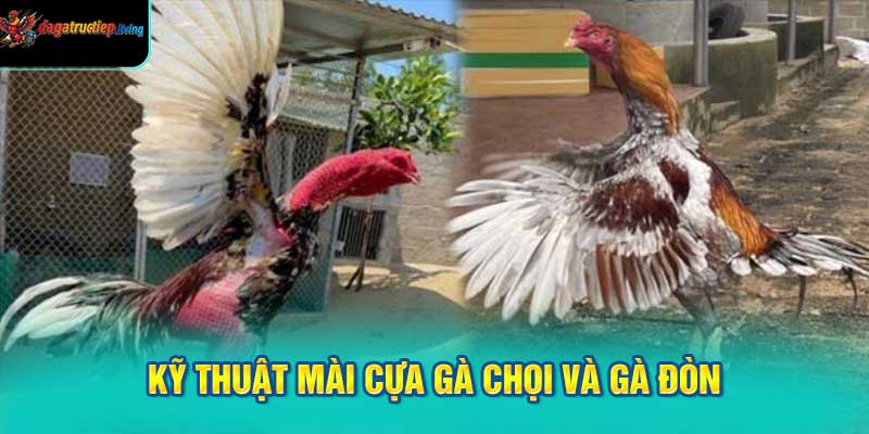 Kỹ thuật mài cựa gà chọi và gà đòn