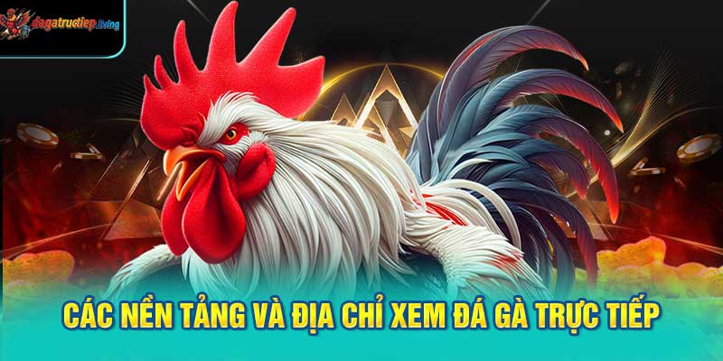 Các nền tảng và địa chỉ xem đá gà trực tiếp uy tín