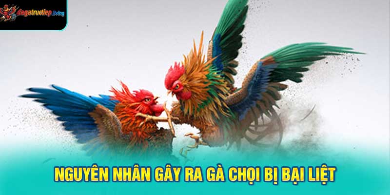 Nguyên Nhân Gây Ra Gà Chọi Bị Bại Liệt