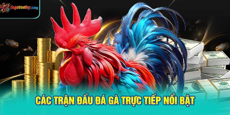 Các trận đấu đá gà trực tiếp nổi bật