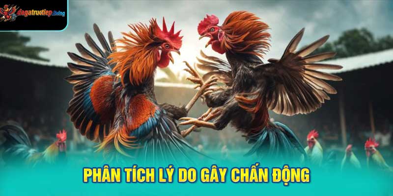 Phân tích lý do gây chấn động