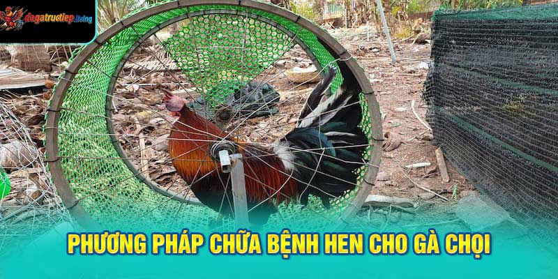 Phương pháp chữa bệnh hen cho gà chọi