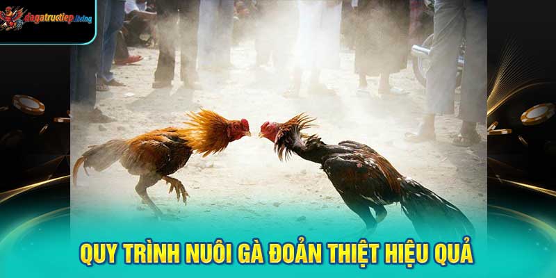 Quy Trình Nuôi Gà Đoản Thiệt Hiệu Quả