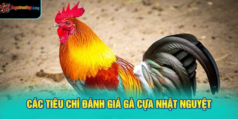 Các tiêu chí đánh giá gà cựa nhật nguyệt