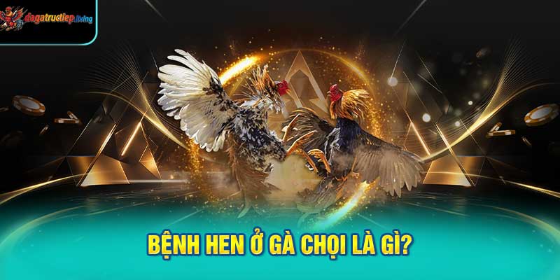 Bệnh hen ở gà chọi là gì?