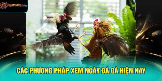Các Phương Pháp Xem Ngày Đá Gà Hiện Nay