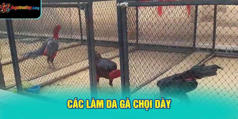 Cách làm da gà chọi dày