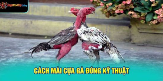 cách mài cựa gà đúng kỹ thuật