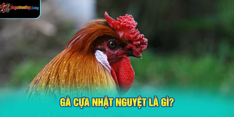 Gà cựa nhật nguyệt là gì?