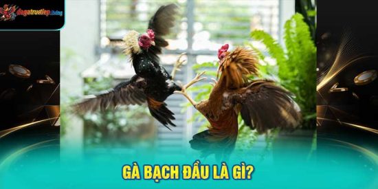 Gà Bạch Đầu Là Gì?