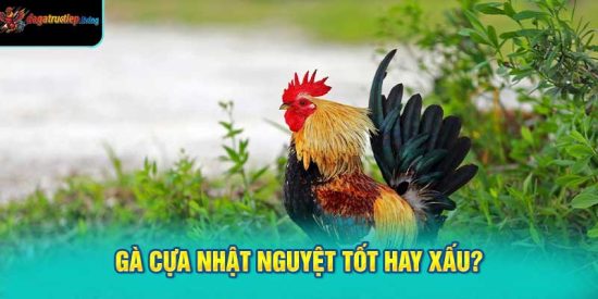 Gà cựa nhật nguyệt tốt hay xấu?