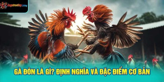 Gà Đòn là gì? Định nghĩa và đặc điểm cơ bản