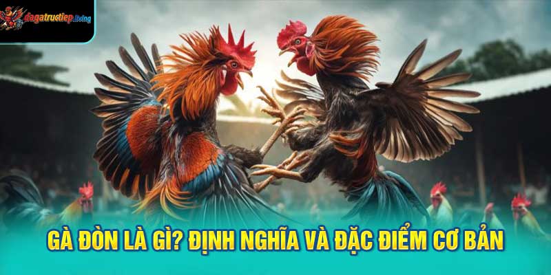 Gà Đòn là gì? Định nghĩa và đặc điểm cơ bản