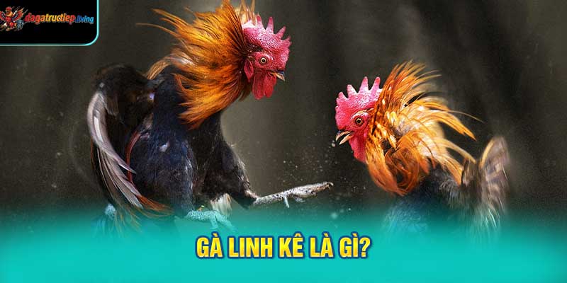 Gà linh kê là gì?