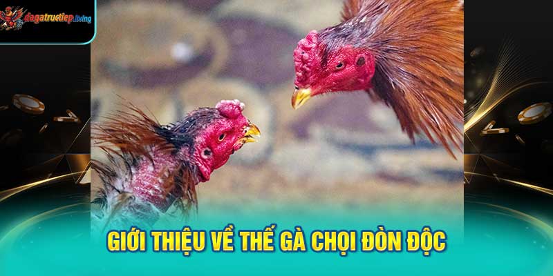 Giới Thiệu Về Thế Gà Chọi Đòn Độc