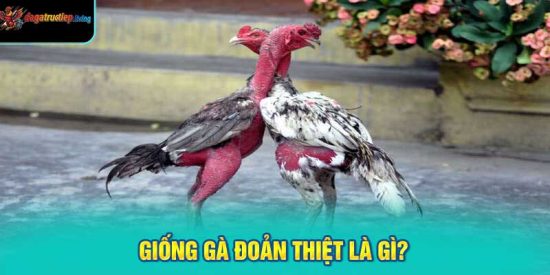 Giống Gà Đoản Thiệt Là Gì?