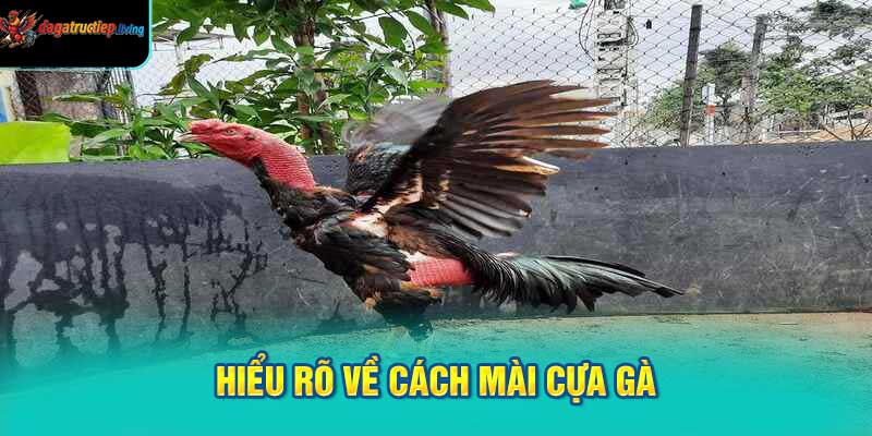Hiểu rõ về cách mài cựa gà