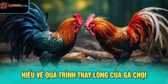 Hiểu về quá trình thay lông của gà chọi