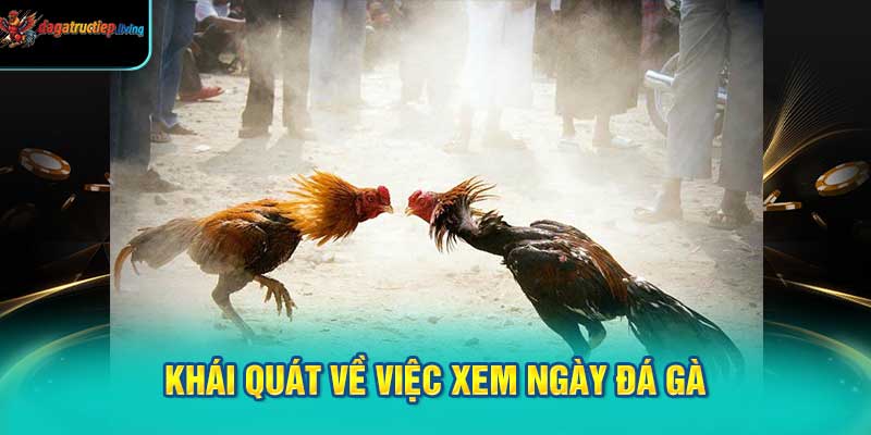 Khái Quát Về Việc Xem Ngày Đá Gà