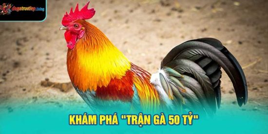 Khám phá "trận gà 50 tỷ"