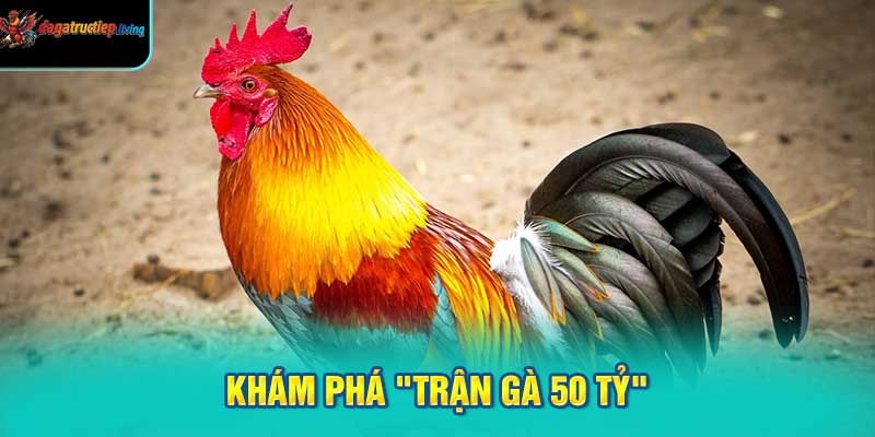Khám phá "trận gà 50 tỷ"